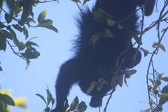 Alouatta pigra