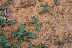 Vincetoxicum barbatum