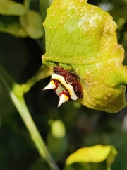 Poecilopachys australasia