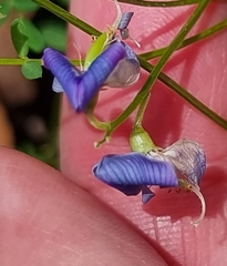 Swainsona brachycarpa