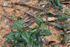 Vincetoxicum barbatum