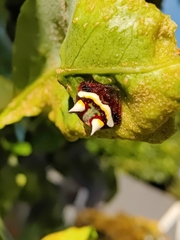 Poecilopachys australasia