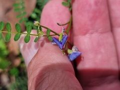 Swainsona brachycarpa