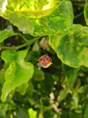 Poecilopachys australasia