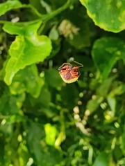 Poecilopachys australasia