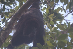 Alouatta pigra