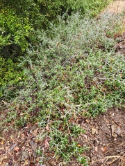 Ceanothus incanus