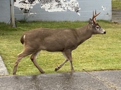 Odocoileus hemionus sitkensis