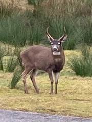Odocoileus hemionus sitkensis