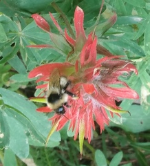 Bombus kirbiellus