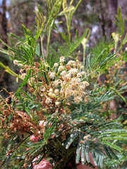 Acacia mearnsii