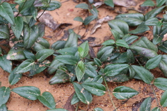 Vincetoxicum barbatum