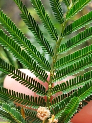 Acacia mearnsii