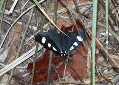 Alypiodes bimaculata