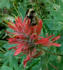 Bombus kirbiellus