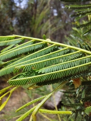 Acacia mearnsii