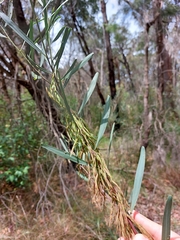 Acacia stricta