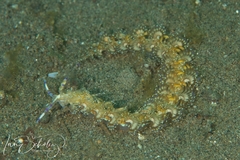 Pteraeolidia semperi