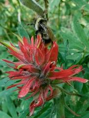 Bombus kirbiellus