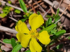 Hibbertia linearis