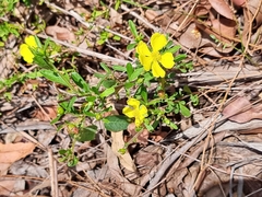 Hibbertia linearis