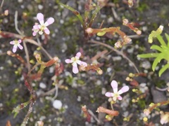 Stylidium inundatum