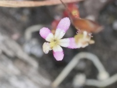 Stylidium inundatum