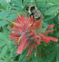 Bombus kirbiellus