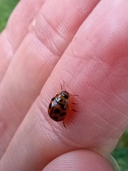 Peltoschema oceanicum