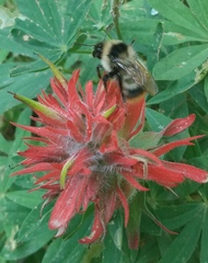 Bombus kirbiellus