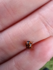 Peltoschema oceanicum