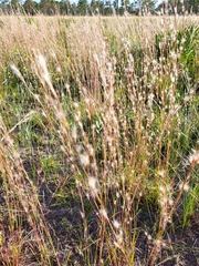 Andropogon ternarius