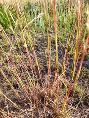 Andropogon ternarius