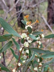 Hakea laevipes