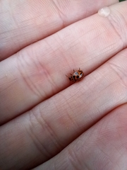 Peltoschema oceanicum