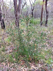 Hakea laevipes