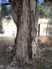 Melaleuca lanceolata