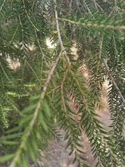 Melaleuca lanceolata