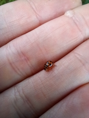 Peltoschema oceanicum