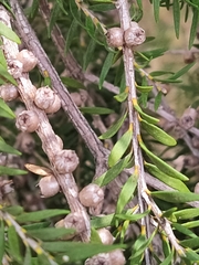 Melaleuca lanceolata