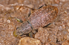 Brachyderes incanus