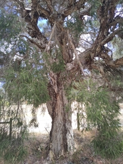 Melaleuca lanceolata