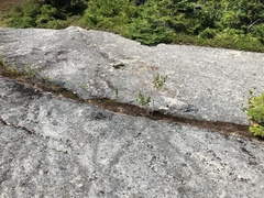 Spiraea alba latifolia