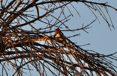 Sphyrapicus ruber × nuchalis