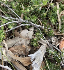 Actinotus glomeratus