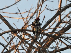 Sphyrapicus ruber × nuchalis