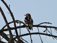 Sphyrapicus ruber × nuchalis