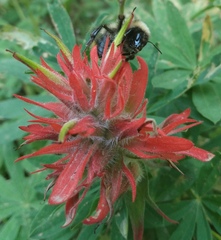 Bombus kirbiellus