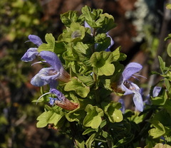 Salvia dentata