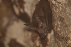 Chrotopterus auritus